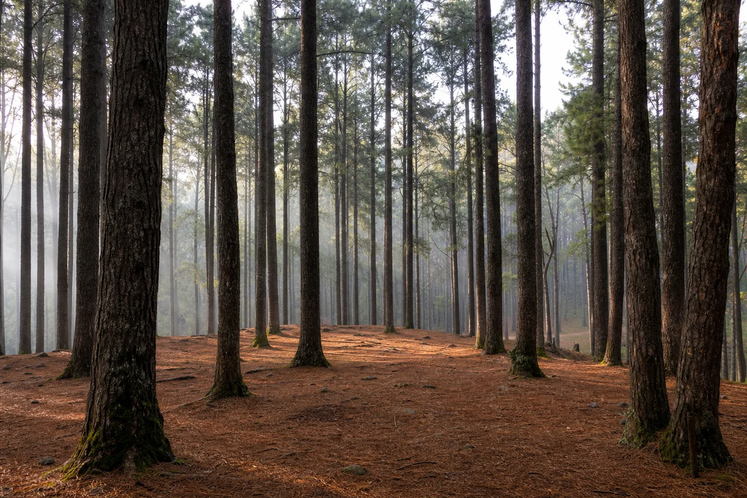 Tall planted pine forest in Kodaikanal