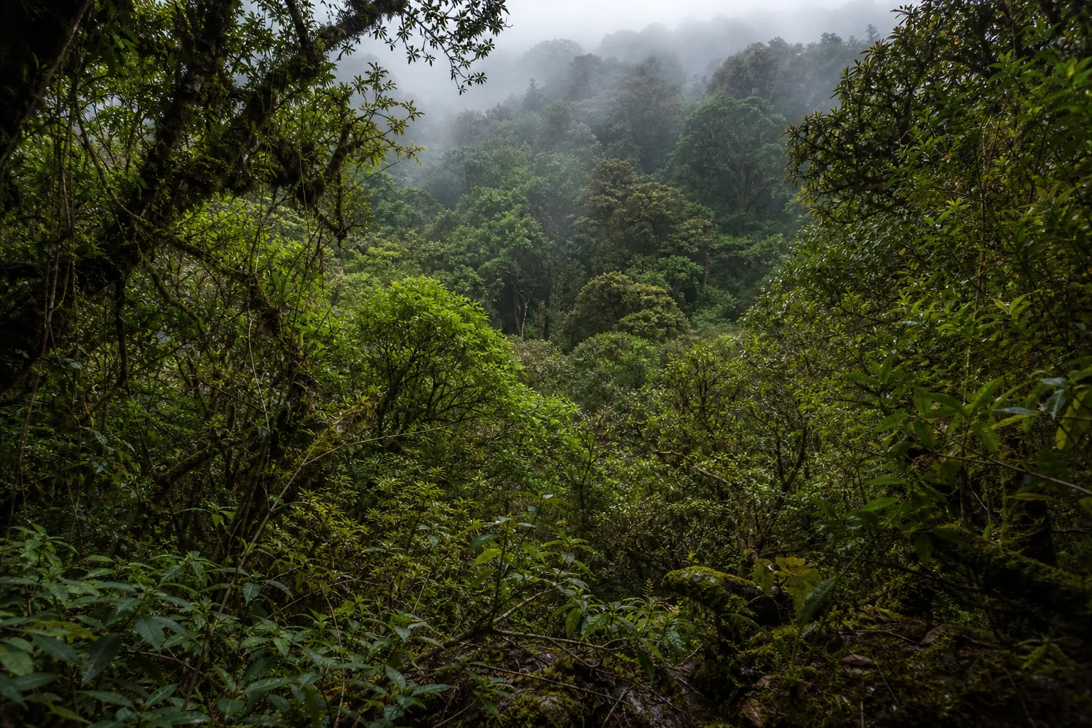 Dense native shola forest in the Upper Palani Hills
